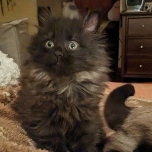 Meet your Posher, Posh